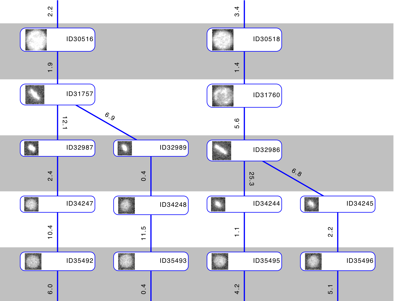 TrackMate Celegans lineage detail.png