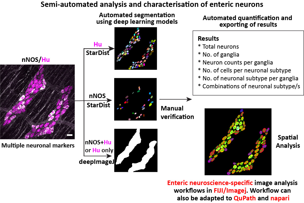 Imagej best sale deep learning