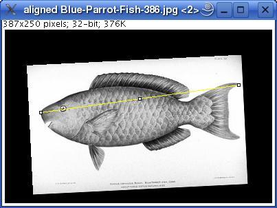 aligned-blue-parrot-fish