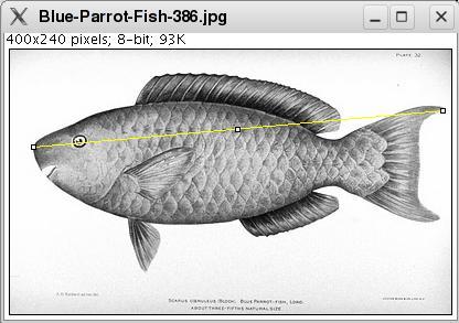 blue-parrot-fish