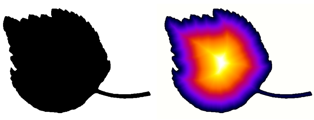 morpholibj-distance-transform-on-binary-leaf