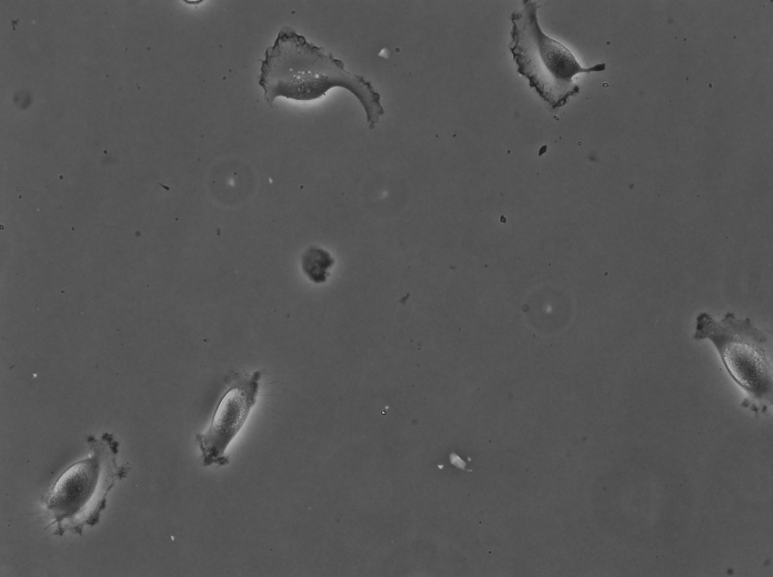 /media/plugins/trackmate/detectors/cellpose/trackmate-cellpose-tutorial-b-01