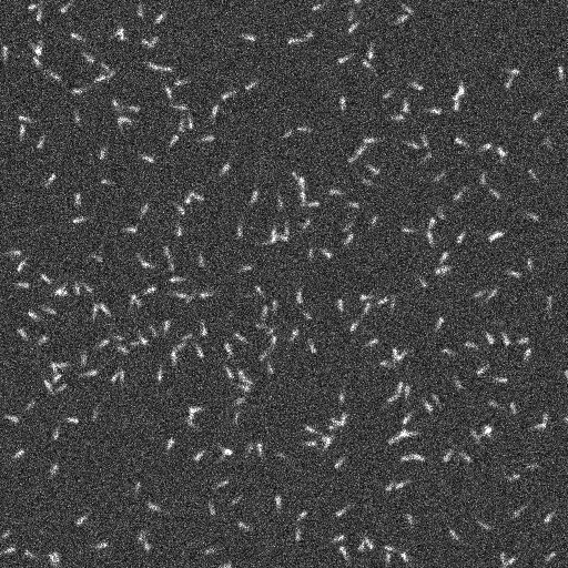 microtubule-snr-4-density-mid-1