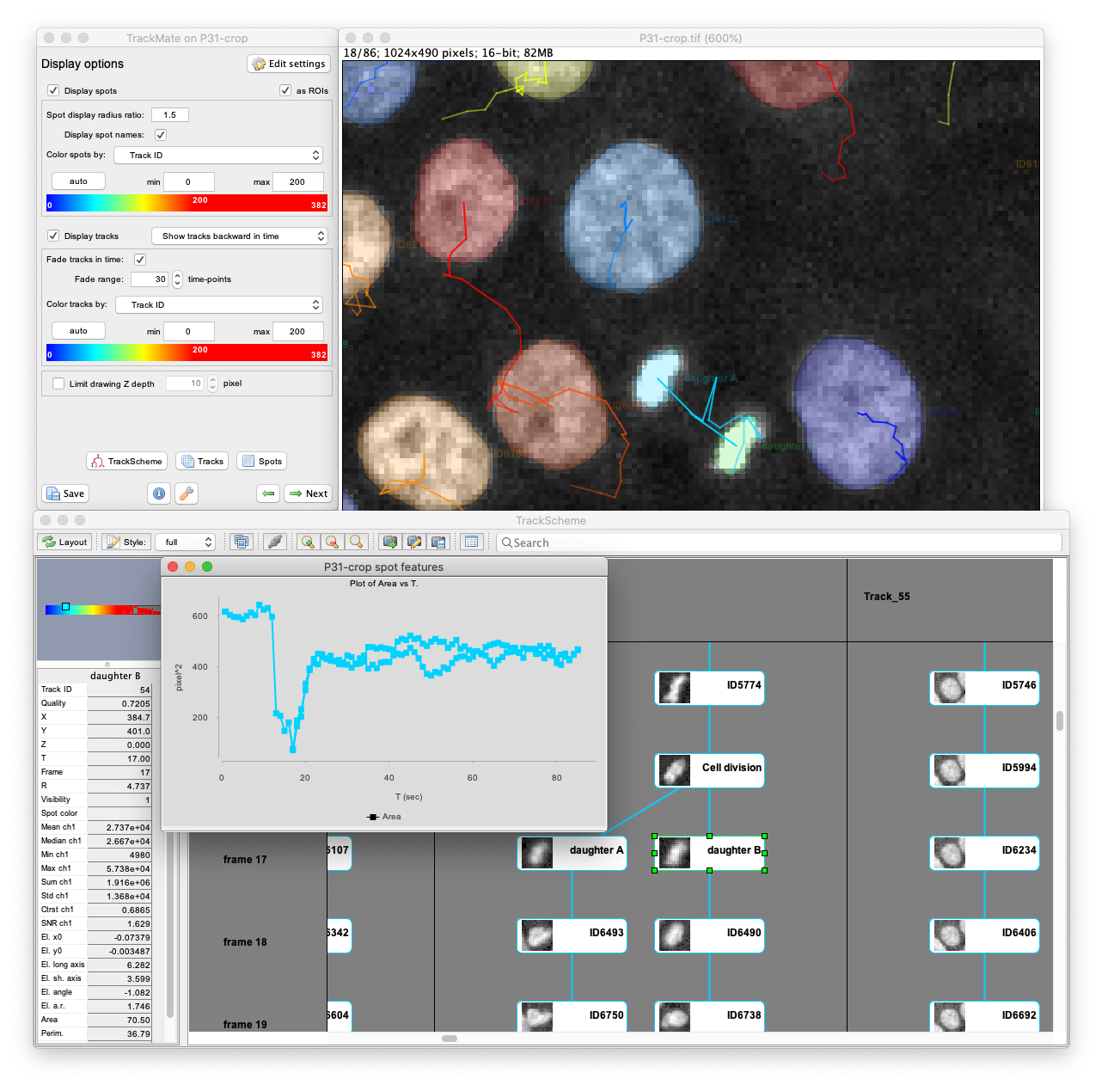 mitotic imagej fiji plugin