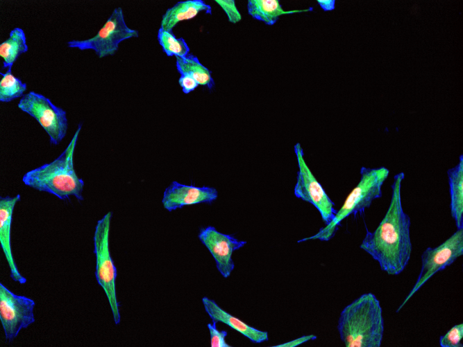 IDR0028 LM2_siGENOME_1A Well C3 Field 10